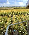 agro003.jpg (7999 bytes)