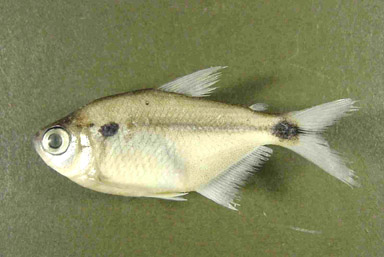 Imgenes de los peces