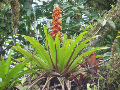 Imgenes de los bosques ribereos