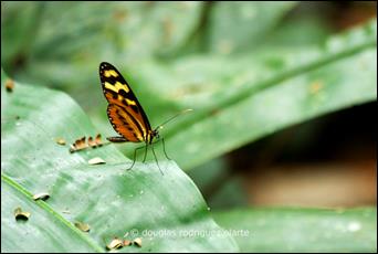 Mariposa_Rio_Claro 2