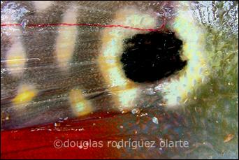 Cichla_2