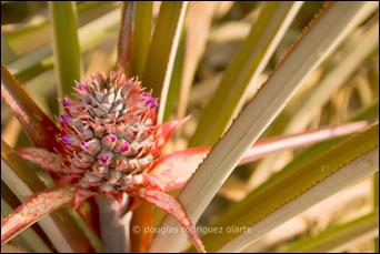 2 Pia_Flor 2