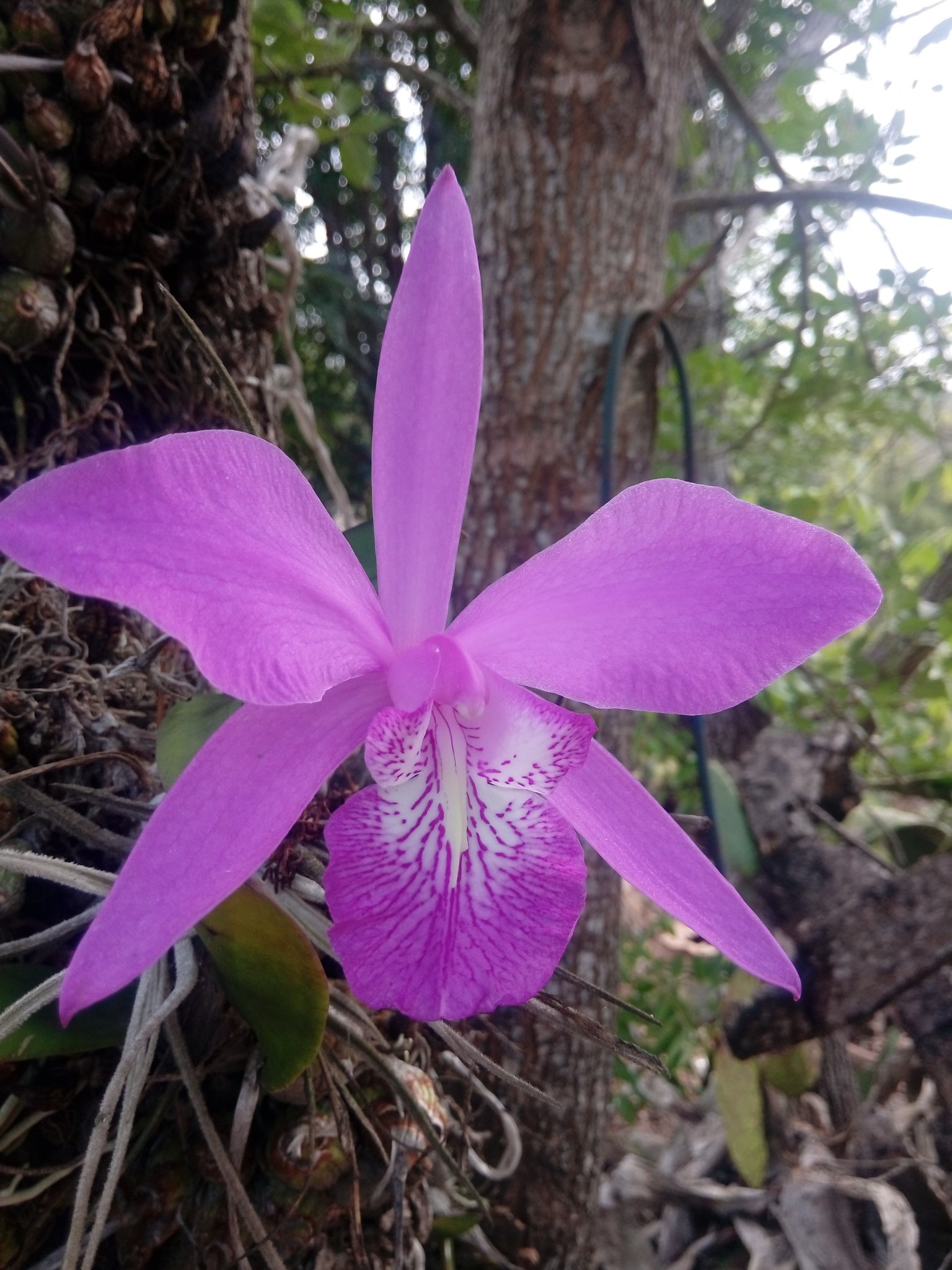 Orquidea